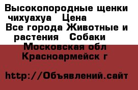 Высокопородные щенки чихуахуа › Цена ­ 25 000 - Все города Животные и растения » Собаки   . Московская обл.,Красноармейск г.